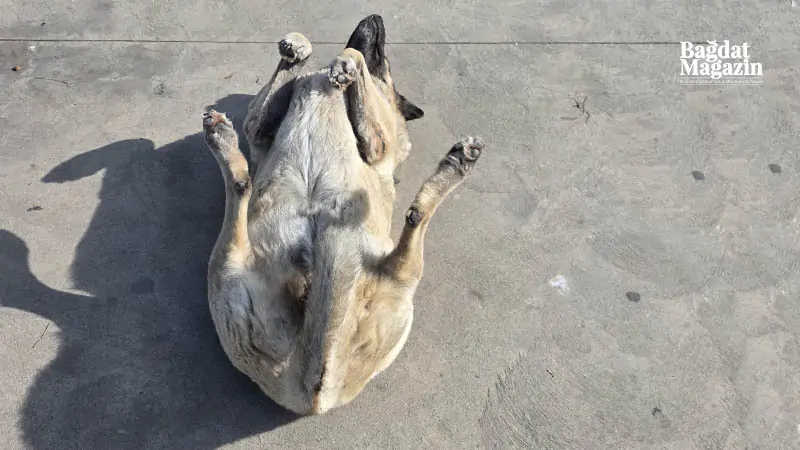 Bostancıda Görenleri Durduran Sahne